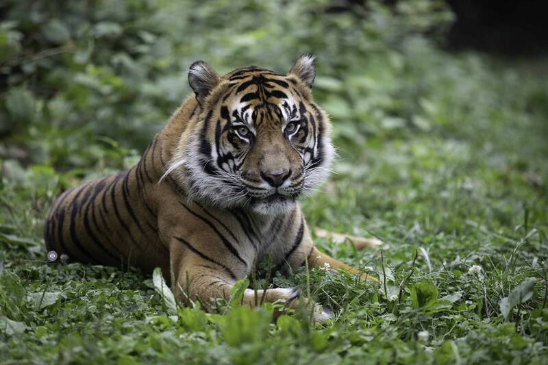 Sumatran Tiger фото превью