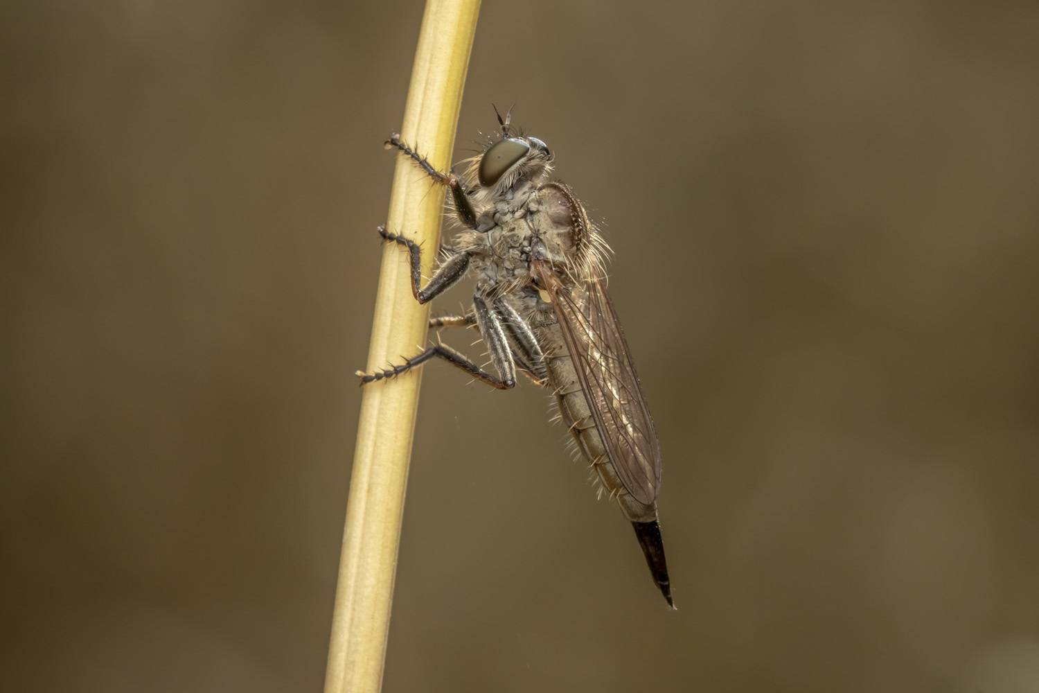 macro, insects, nature, Nikolay Tatarchuk
