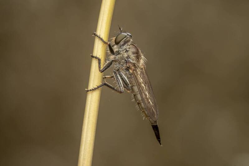 macro, insects, nature  фото превью