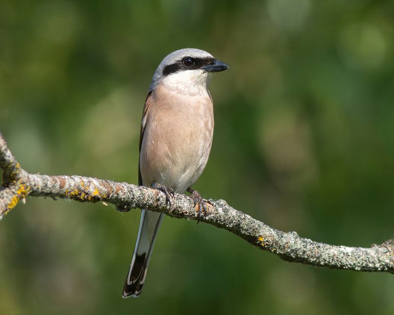 жулан, обыкновенный жулан, сорокопут-жулан, сорокопут, lanius collurio, red-backed shrike, shrike, wildlife, nature, bird, birdwatching, field, поле, природа, птица, птицы калининградской области Жулан фото превью