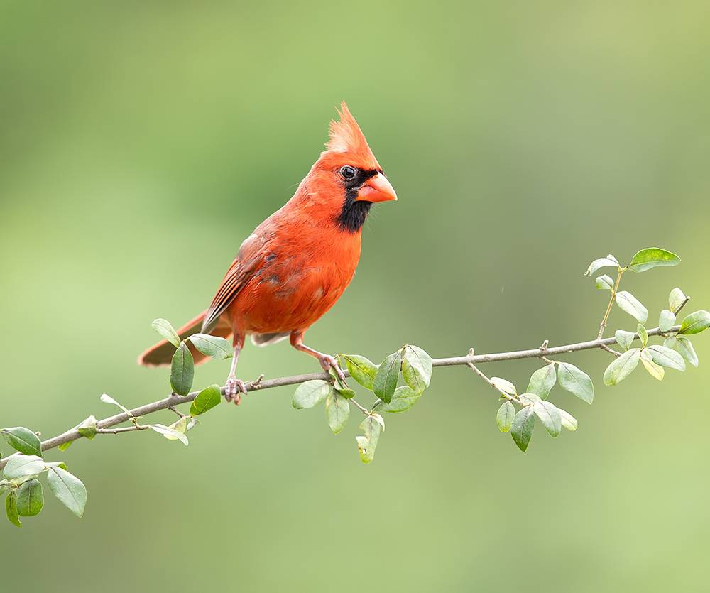 красный кардинал, cardinal, northern cardinal, кардинал, птицы, birds, wild, Etkind Elizabeth
