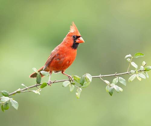 Красный кардинал - Northern Cardinal male