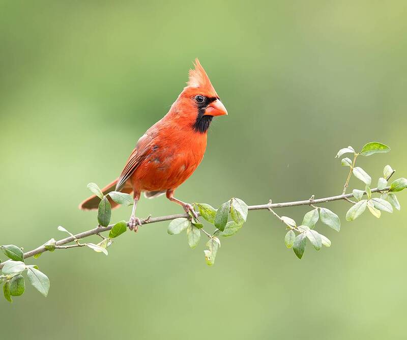 красный кардинал, cardinal, northern cardinal, кардинал, птицы, birds, wild Красный кардинал - Northern Cardinal male фото превью