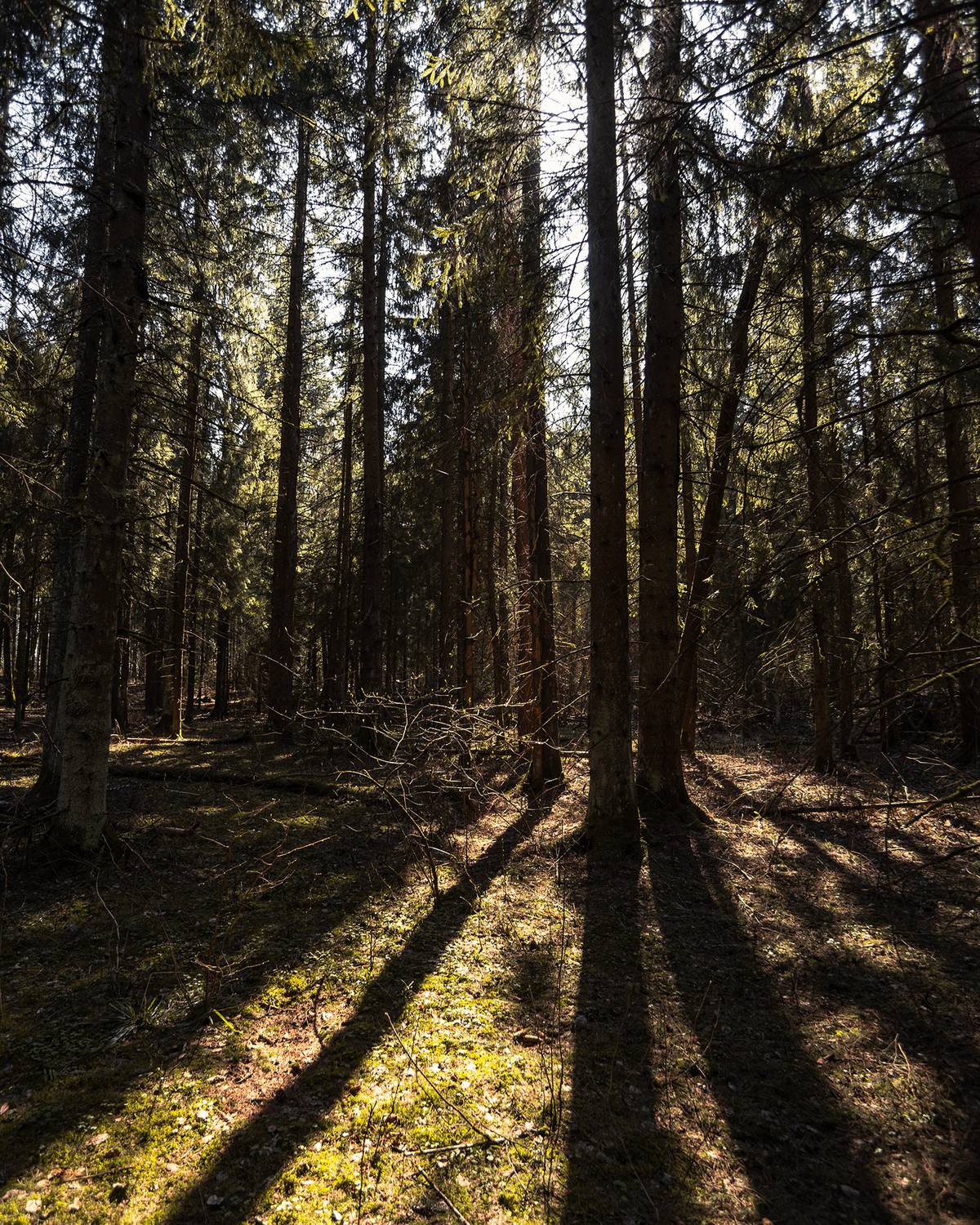 Под тенью крон . Автор: Колесенко Иван пейзаж, тень, деревья, лес, landscape, shadow, nature, forest, Колесенко Иван