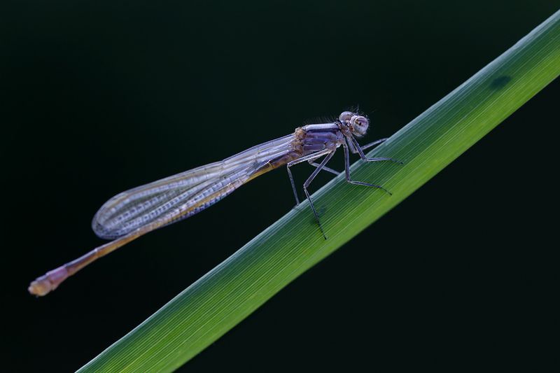 стрекоза, макро, dragonfly, macro Стрекоза притаилась на травинке фото превью