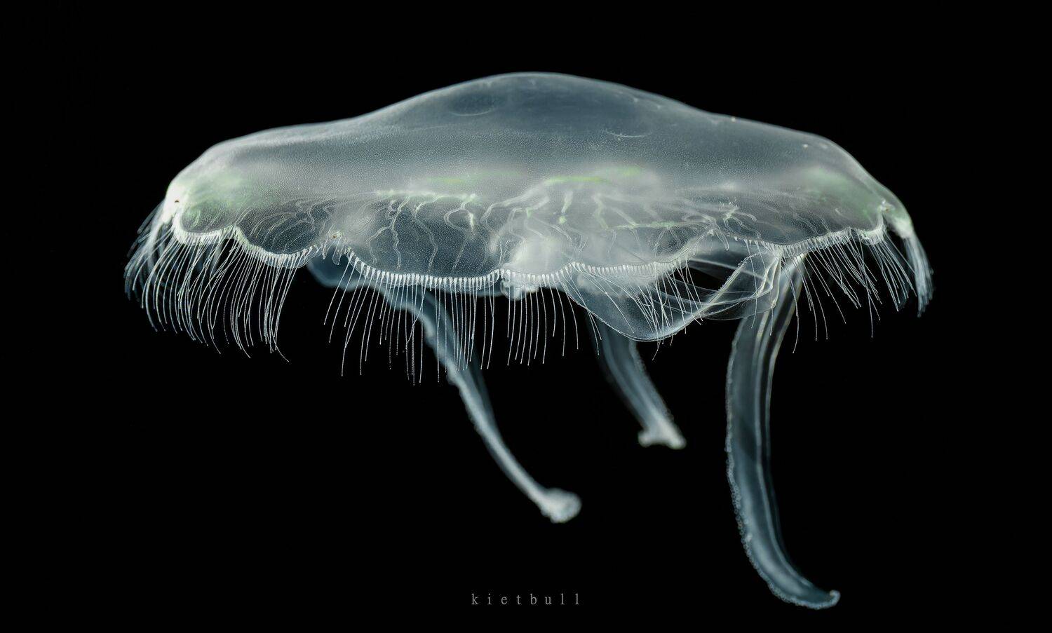 A jellyfish. Автор: kietbull , kietbull