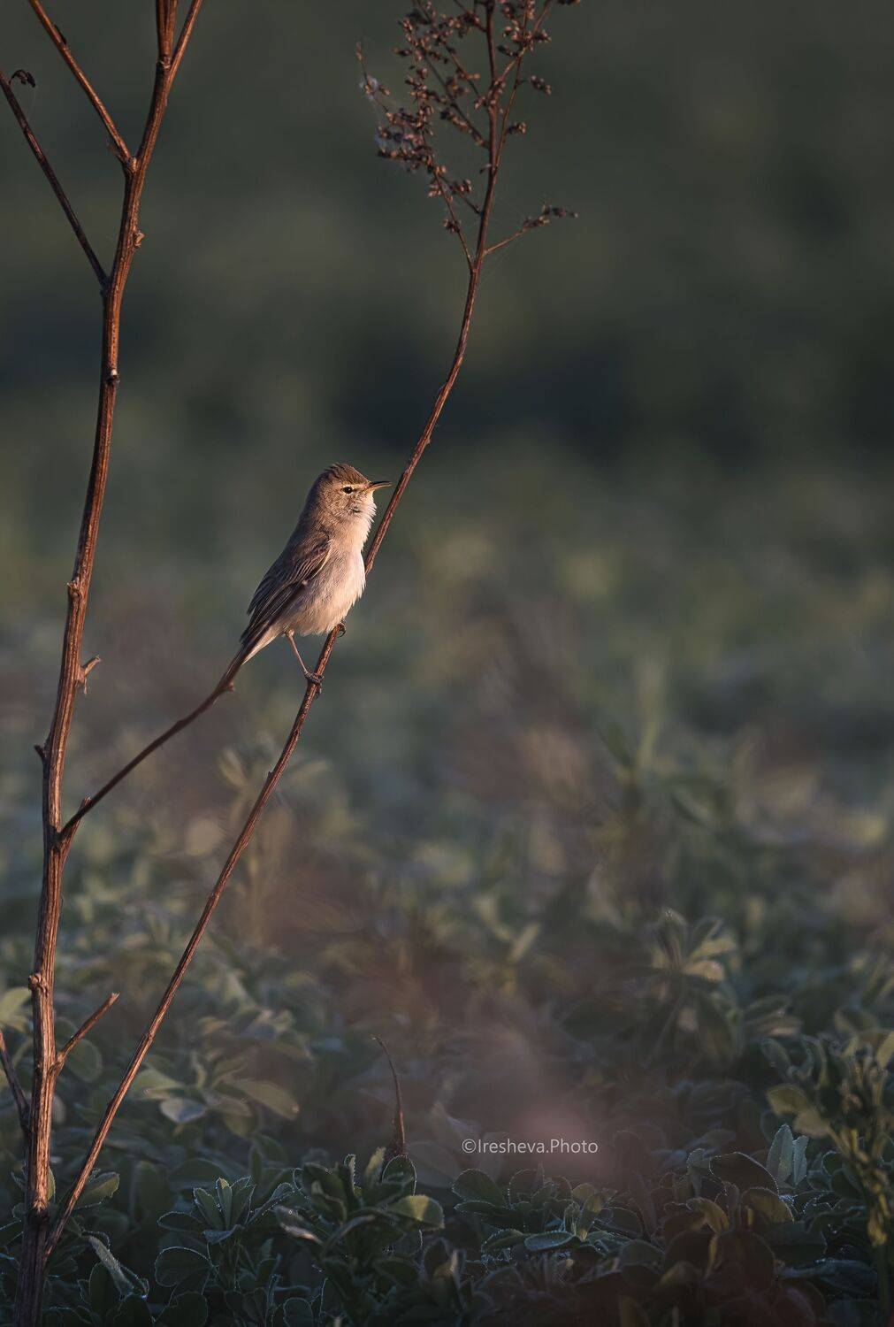 Северная бормотушка, Птичка, Bird, Ирешева Мария