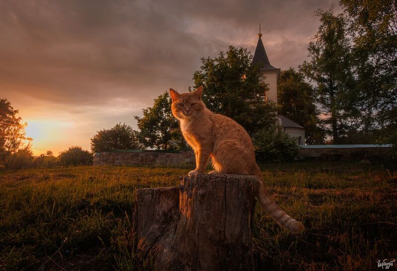 Когда кот показывает лучшие ракурсы фото превью