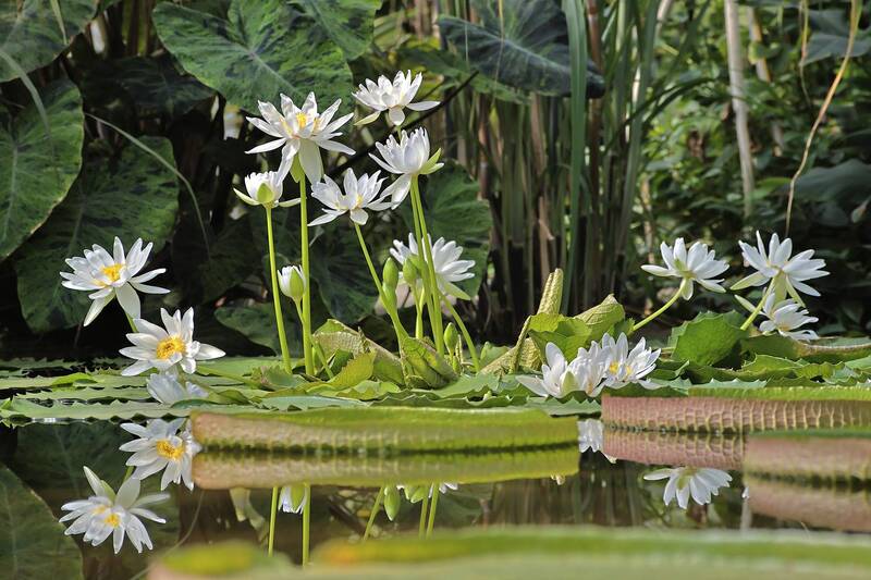 кувшинки Кувшинки фото превью