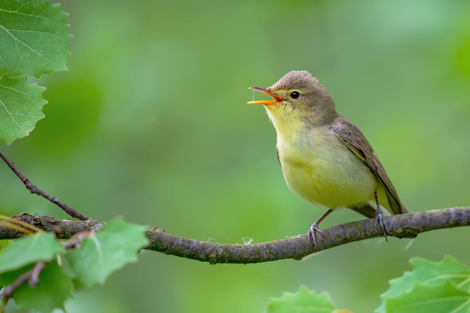 icterine warbler, hippolais icterina, warbler, singing bird, songbird, wildlife, nature, bird, bird photography, wildlife photography, nature photography, forest, woodland, oak, branch, green background, summer, europe, poland, passerine, wild bird, avian, Kwasek Damian