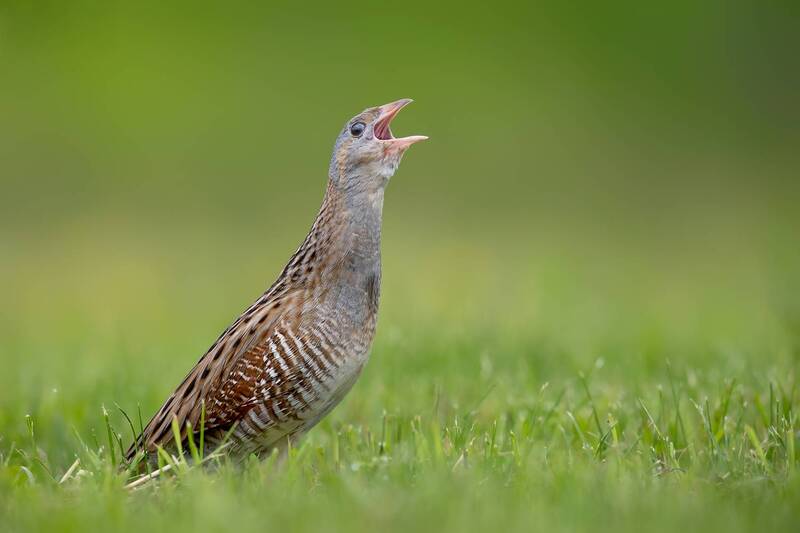 corncrake, crex crex, bird, wildlife, nature, rare bird, meadow, grassland, singing bird, calling bird, bird photography, wildlife photography, nature photography, europe, poland, avian, ornithology, endangered species, wild bird, close up, natural habita Voice of the Meadow фото превью