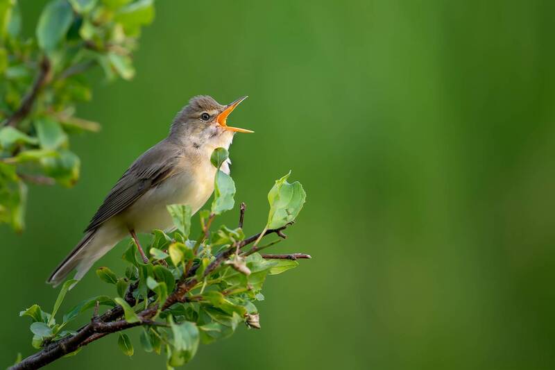 marsh warbler, acrocephalus palustris, warbler, singing bird, songbird, wildlife, nature, bird, bird photography, wildlife photography, nature photography, green background, summer, europe, poland, avian, ornithology, wild bird, close up, natural habitat, Song of Summer фото превью