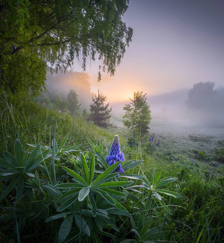 май, люпин, рассвет, туман, утро Люпиновый пионер. фото превью