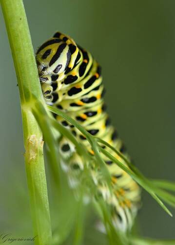 Портрет гусеницы бабочки Махаон (Papilio machaon). 