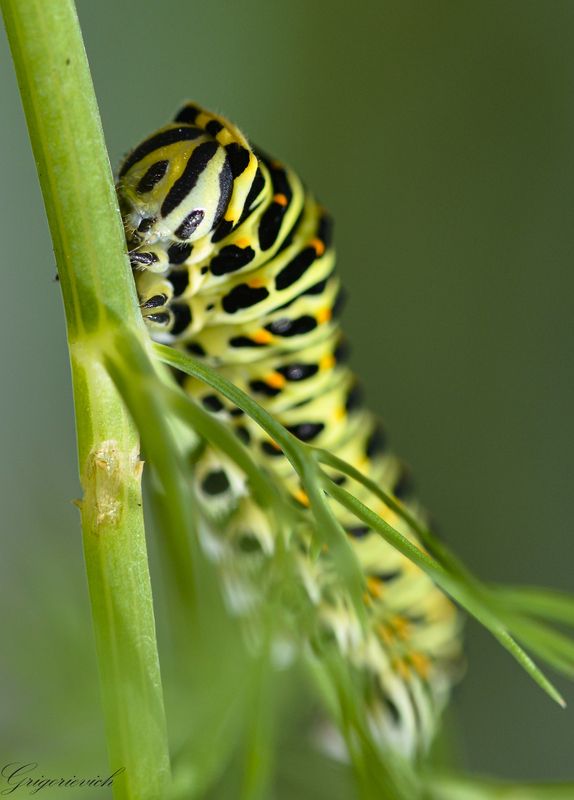 Гусеница, Махоон Портрет гусеницы бабочки Махаон (Papilio machaon).  фото превью