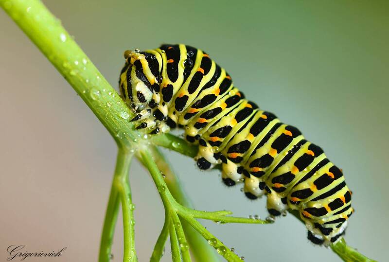 махаон, гусеница, макро Гусеница бабочки Махаон (Papilio machaon). фото превью
