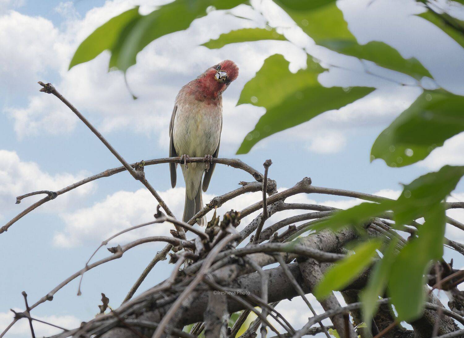 Чечевица, bird, Ирешева Мария
