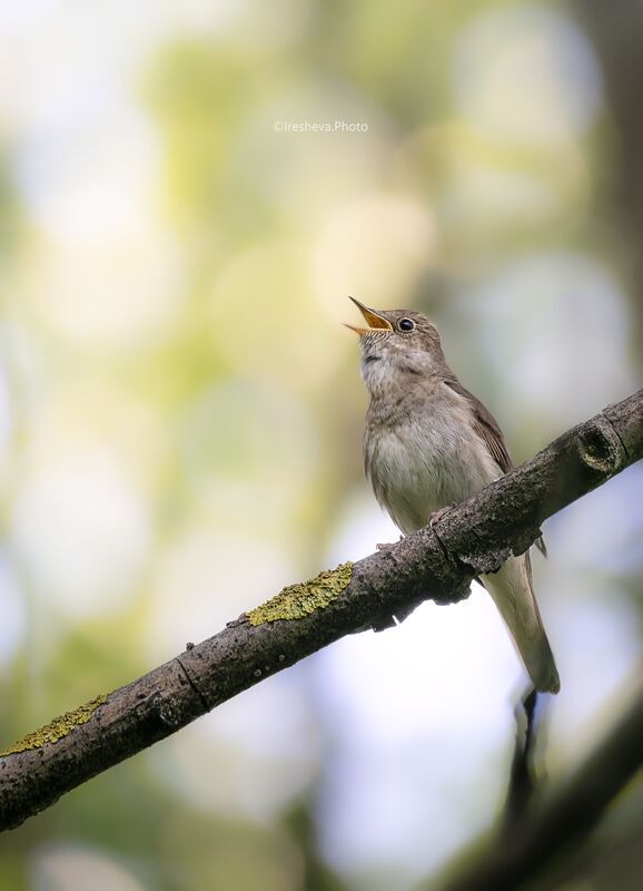 Соловей, Bird, Птичка Соловушка фото превью