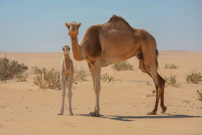 верблюд Корабль и лодочка фото превью