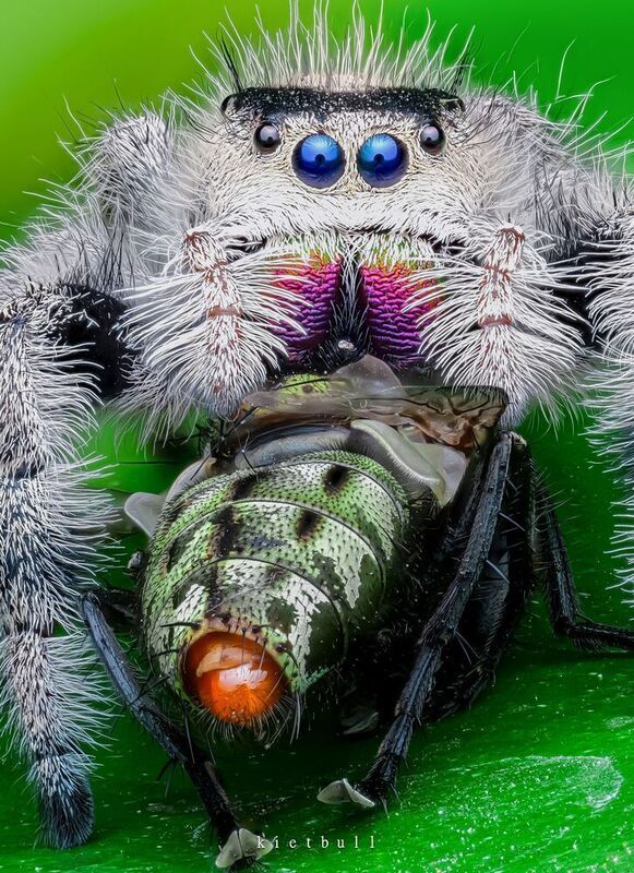 A Phidippus regius фото превью