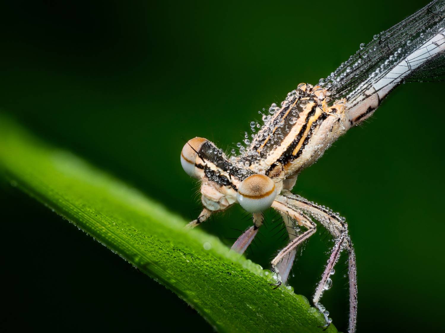 Platycnemis pennipes. Автор: Богдан , Богдан