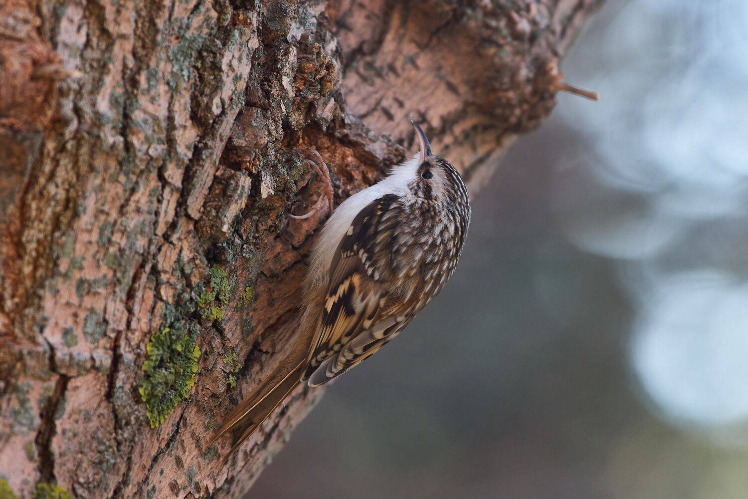 Certhia familiaris. Автор: Павел Сторчилов Certhia familiaris, пищуха, Павел Сторчилов