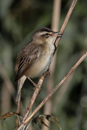Камышовка-барсучок (Acrocephalus schoenobaenus)