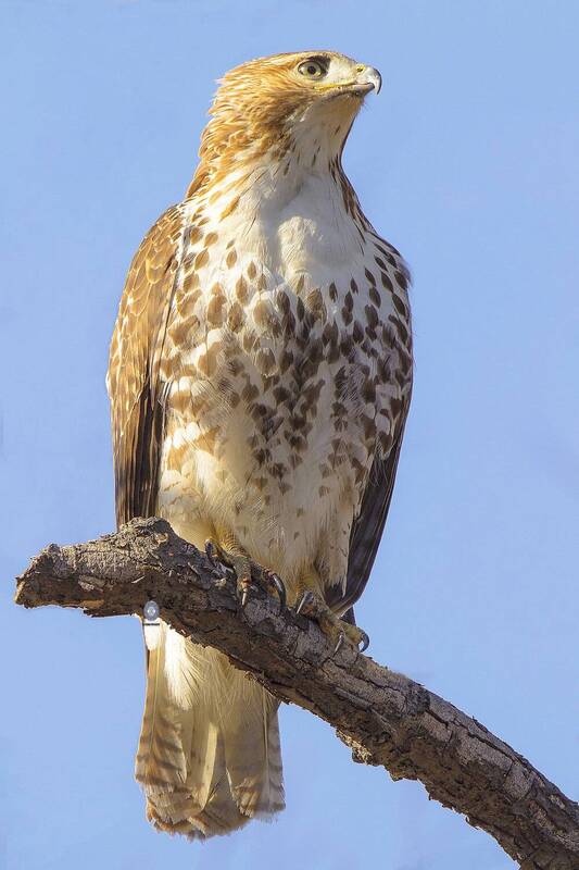 Red-tailed Hawk фото превью
