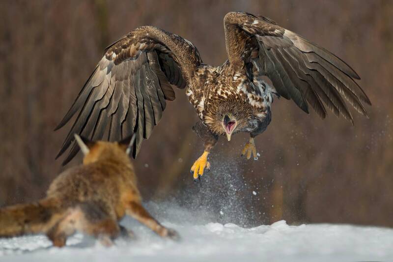 white tailed eagle, white-tailed eagle, haliaeetus albicilla, eagle, red fox, fox, predator, wildlife, nature, attack, confrontation, action, dramatic moment, bird of prey, raptor, hunting, behavior, interaction, wild animals, winter, snow, eagle attack,  Attack фото превью
