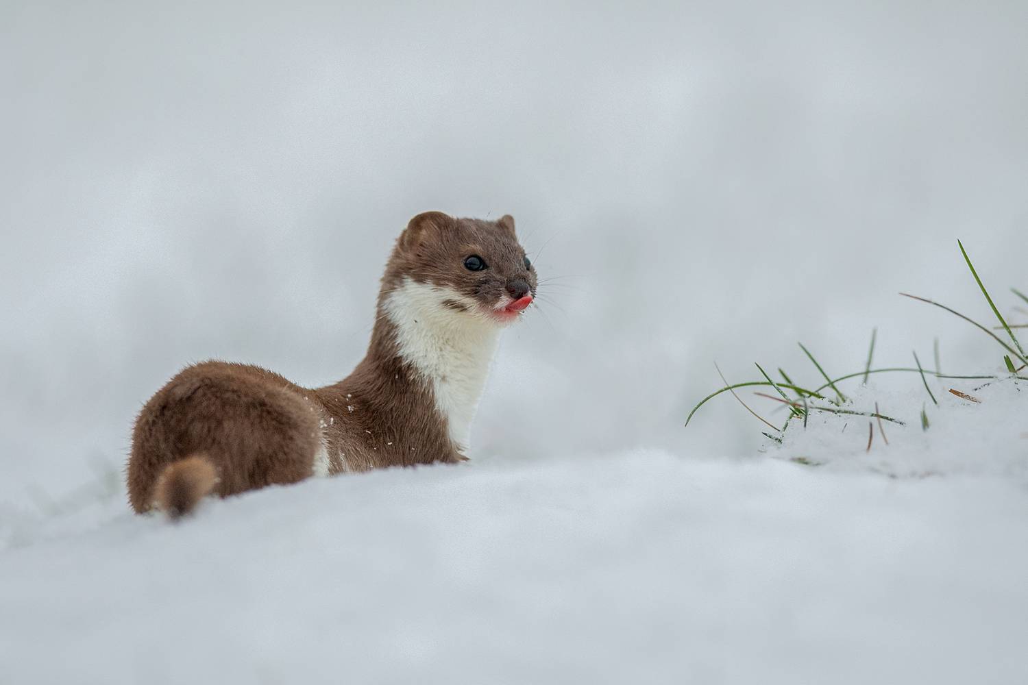 Little Explorer. Автор: Kwasek Damian stoat, ermine, mustela erminea, weasel, predator, mammal, wildlife, nature, winter, snow, cute, curious, animal portrait, small predator, wild animal, white winter, nature photography, wildlife photography, mammal photography, europe, poland, wilderness, , Kwasek Damian