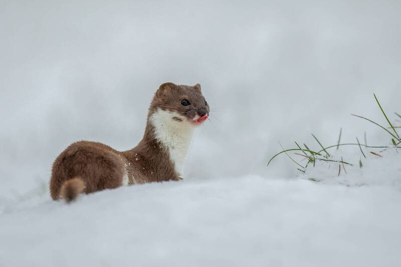 stoat, ermine, mustela erminea, weasel, predator, mammal, wildlife, nature, winter, snow, cute, curious, animal portrait, small predator, wild animal, white winter, nature photography, wildlife photography, mammal photography, europe, poland, wilderness,  Little Explorer фото превью