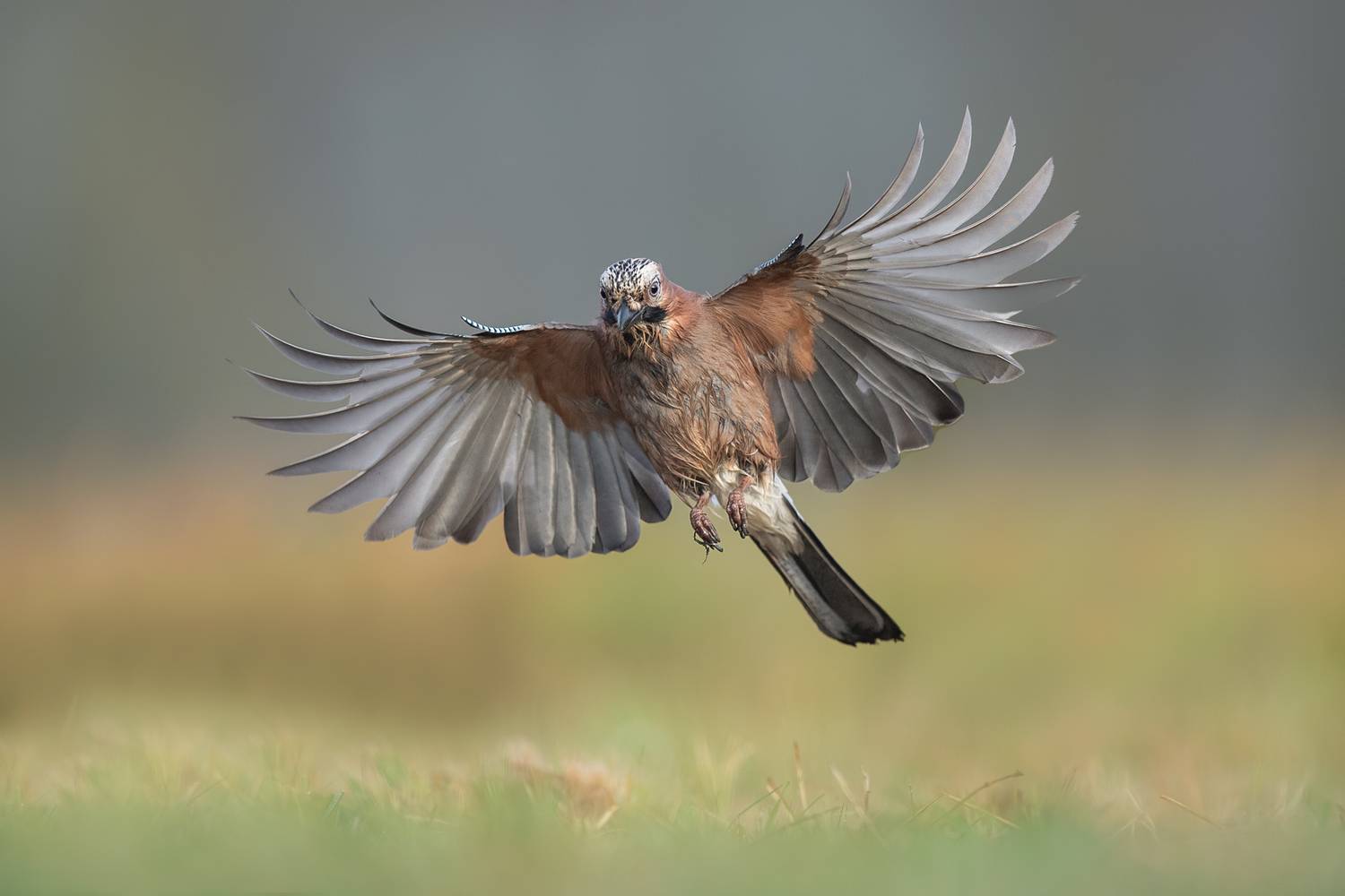 jay, eurasian jay, garrulus glandarius, bird, bird in flight, flying bird, wings spread, wildlife, nature, wild bird, forest bird, flight photography, action shot, bird portrait, feathers, animal behavior, nature photography, wildlife photography, europea, Kwasek Damian