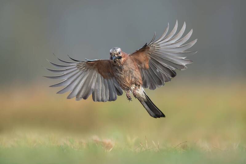 jay, eurasian jay, garrulus glandarius, bird, bird in flight, flying bird, wings spread, wildlife, nature, wild bird, forest bird, flight photography, action shot, bird portrait, feathers, animal behavior, nature photography, wildlife photography, europea The Landing фото превью