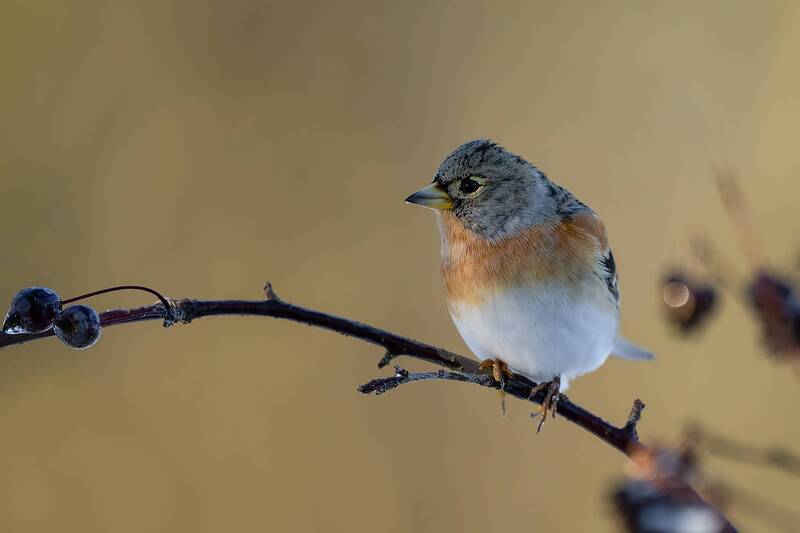 brambling, fringilla montifringilla, finch, songbird, bird, winter bird, wildlife, nature, wild bird, bird portrait, small bird, perch, branch, berries, winter, nature photography, wildlife photography, european bird, forest bird, colorful bird, orange pl Winter Visitor фото превью
