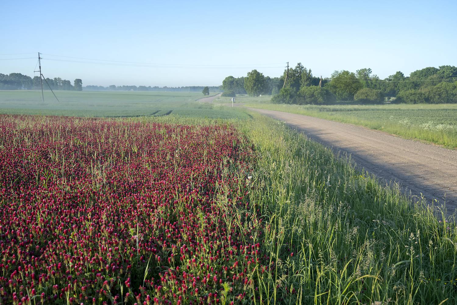 Morning light. Автор: Eugenijus Rauduve morning, mist, roud, field, Eugenijus Rauduve