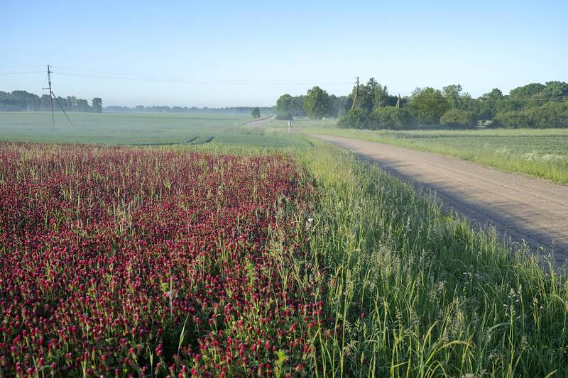 morning, mist, roud, field Morning light фото превью