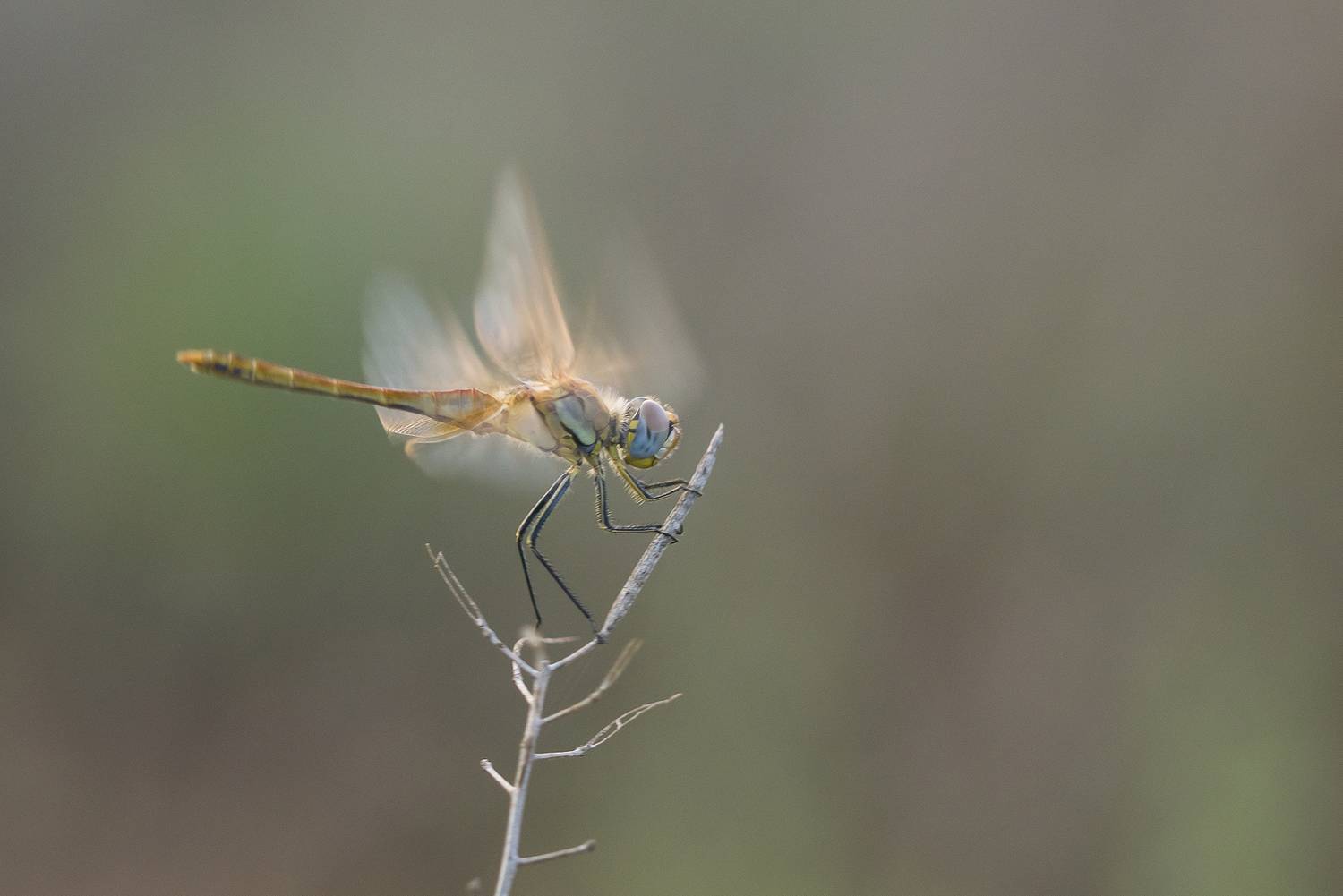 dragonfly, insect, nature, odonata, Andr&eacute;s Emilio