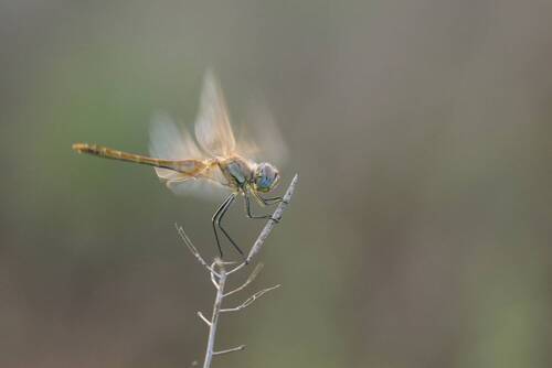 Sympetrum fonscolombii