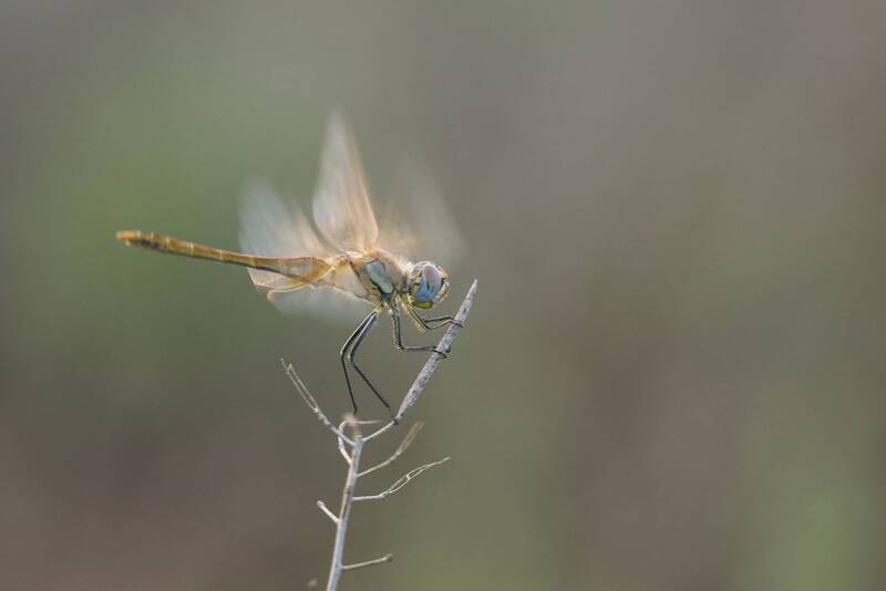 dragonfly, insect, nature, odonata Sympetrum fonscolombii фото превью