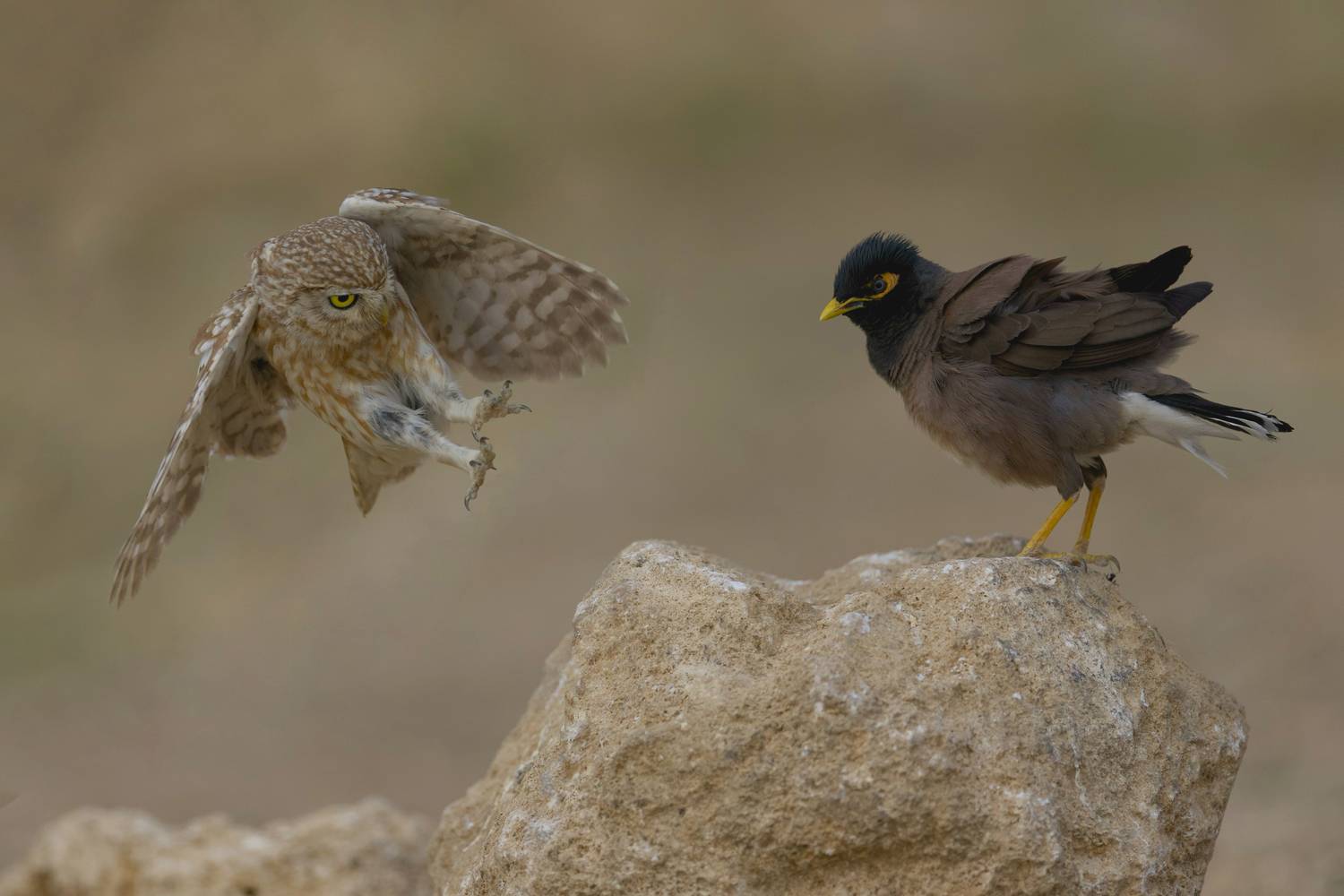 The clash between an owl and a myna. Автор: David Manusevich , David Manusevich
