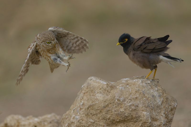 The clash between an owl and a myna фото превью