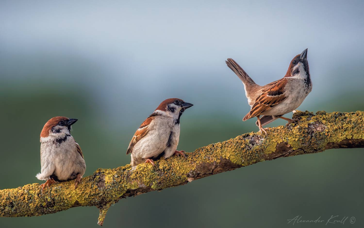 Предводитель. Автор: Александр Круль воробей, полевой воробей, passer montanus, Александр Круль