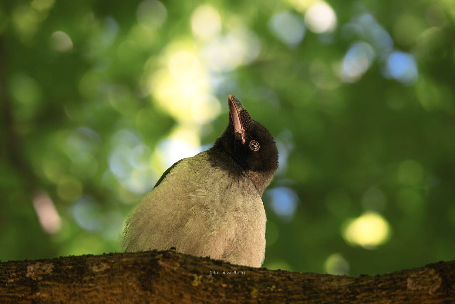 Слёток, Ворона, Серая ворона, Bird, Ирешева Мария
