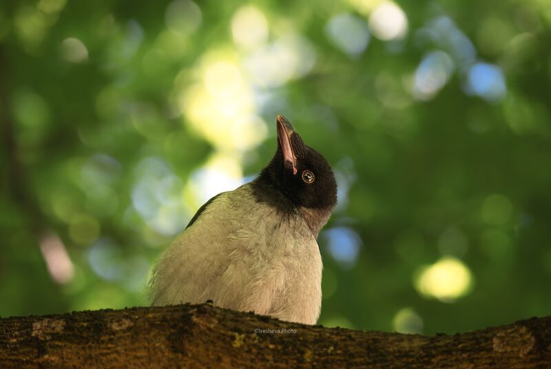 Слёток, Ворона, Серая ворона, Bird The younger grey crow  фото превью