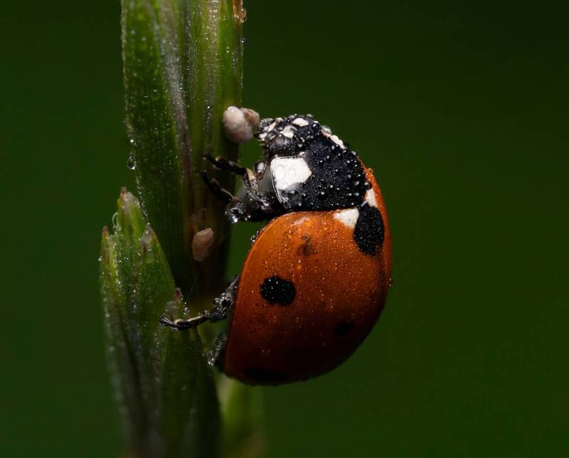 Coccinellidae фото превью