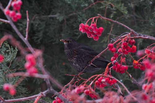 Turdus merula