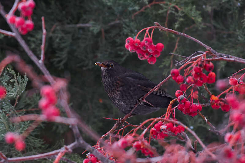 Turdus merula, черный дрозд Turdus merula фото превью