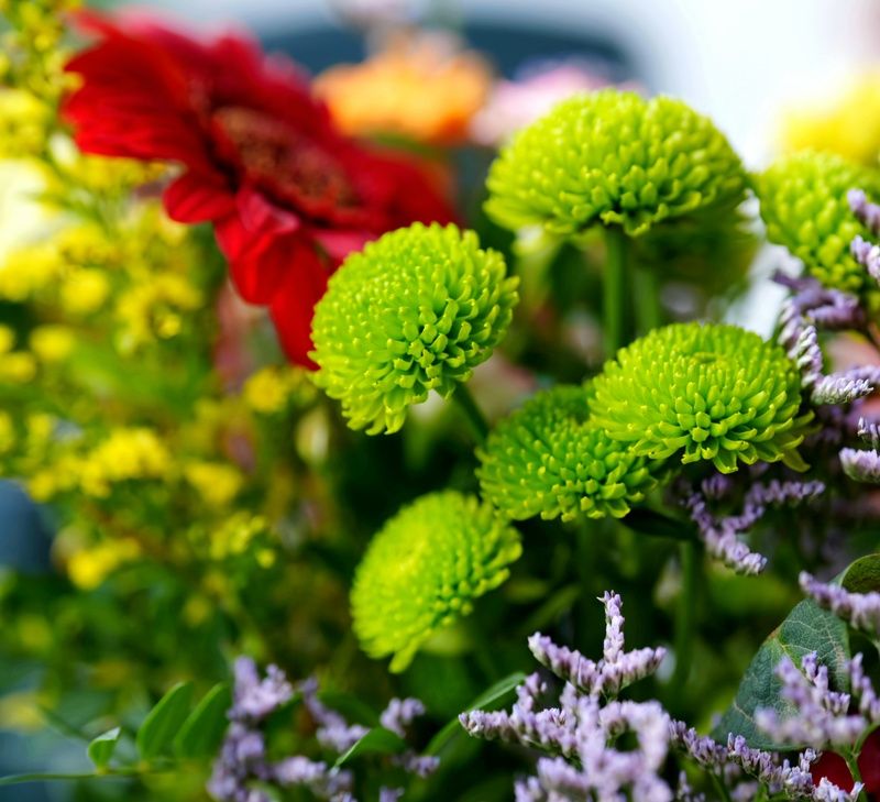 Хризантемы  (Chrysanthemum ) фото превью