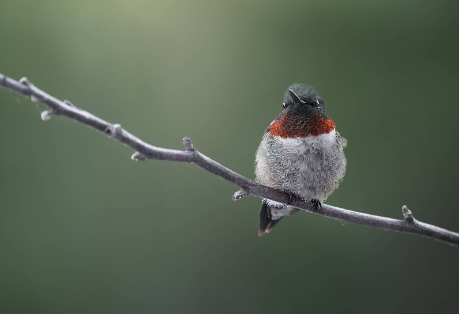 bird, hummingbird, rufous, ruby throated, Atul Saluja