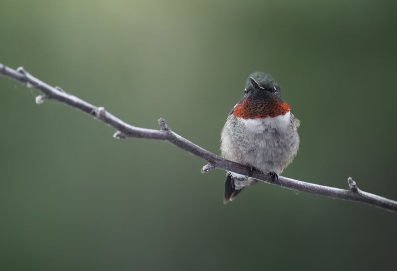 bird, hummingbird, rufous, ruby throated Stillness within фото превью